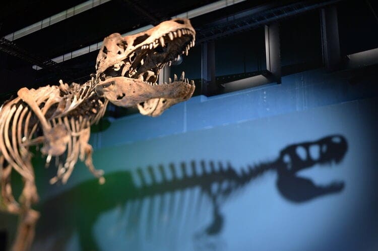 Tyrannosaurs: Meet the Family